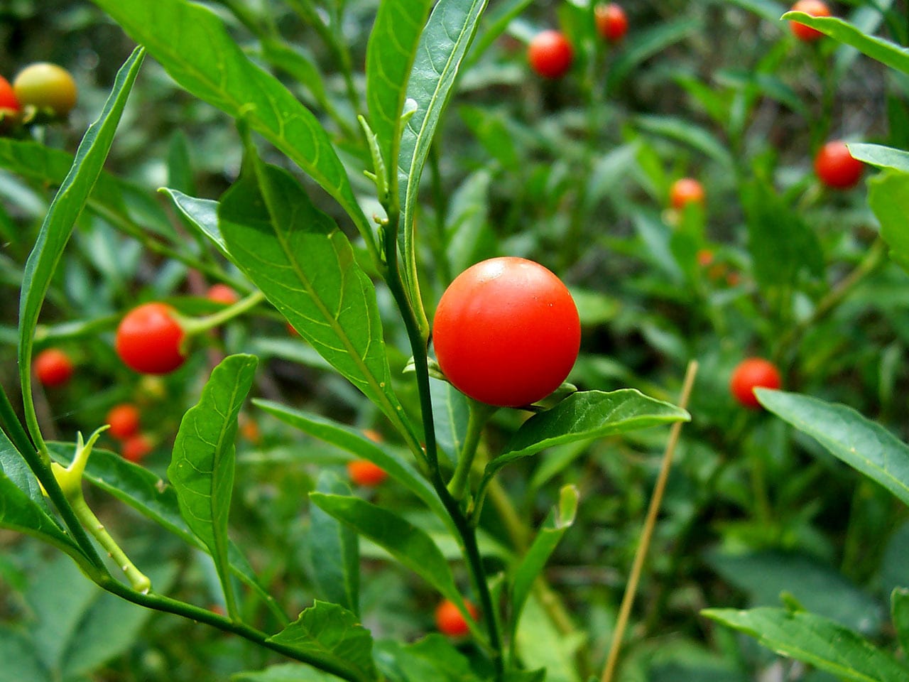 Ashwagandha Ath Ayurdhamah