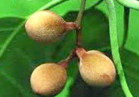 Vibhitaki