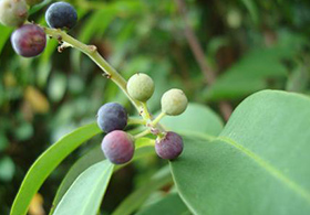 Vidanga